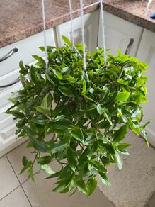 Plant - Tradescantia Fluminensis Green Hill - Houseplant