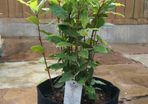 4L Smart Grow Pot Bag Hydroponics Aeroponics Fabric Geotextile