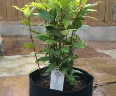 4L Smart Grow Pot Bag Hydroponics Aeroponics Fabric Geotextile