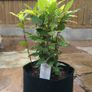 110L Smart Grow Pot Bag Hydroponics Aeroponics Fabric Geotextile Image 3