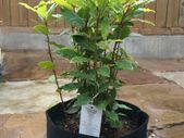 60L Smart Grow Pot Bag Hydroponics Aeroponics Fabric Geotextile