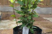 60L Smart Grow Pot Bag Hydroponics Aeroponics Fabric Geotextile