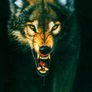 3D LiveLife Lenticular Wall Art Prints - Aloof From Deluxe Base - Unframed 3D Wolf - Size - 38.5cm x 28cm - RRP - 18.99 Image 9