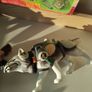 GI JOE / DR. X Vintage Military Action Figures + Ultra Corps Field Tent Image 7