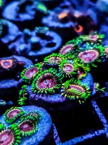 Fake Lime Chilli Zoa