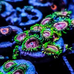 Fake Lime Chilli Zoa
