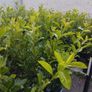 Cheap Instant 4 Foot Tall Laurel Hedge Image 5