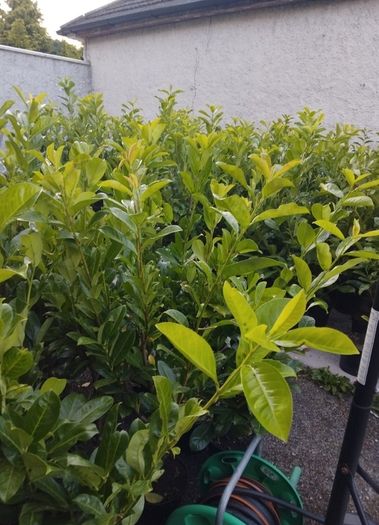 Cheap Instant 4 Foot Tall Laurel Hedge