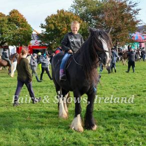 grazing for horses