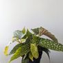 Begonia Maculata Plant Image 5
