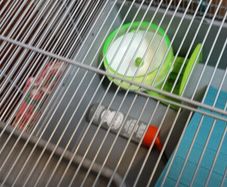 Hamster Cage