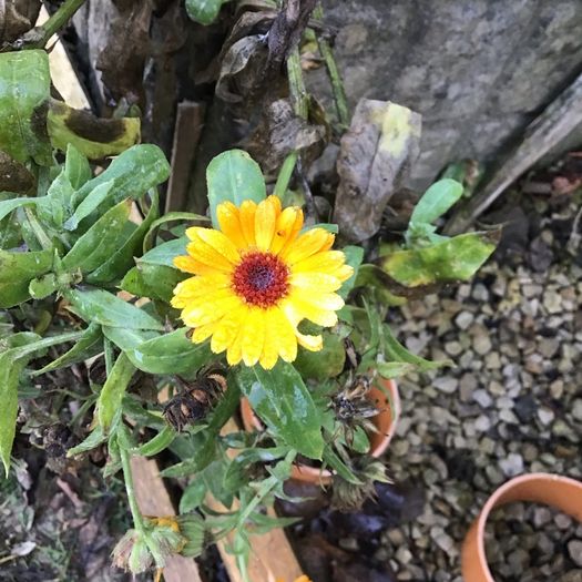Euro3 for 250+ assorted Marigold seeds
