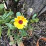Euro3 for 250+ assorted Marigold seeds Image 9