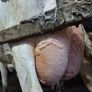 Holstein bull Image 8
