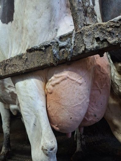Holstein bull