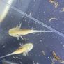 Premium Axolotl Juveniles Image 6