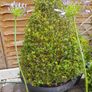 Agapanthus Plants Image 6