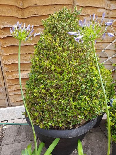 Agapanthus Plants