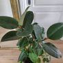 Large Rubber Plant Ficus elastica plant in the ceramic pot Image 5