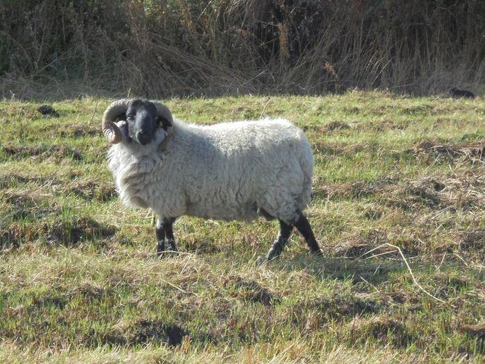 Vasectomised  Horned Teaser Rams