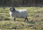 Vasectomised  Horned Teaser Rams