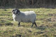 Vasectomised  Horned Teaser Rams