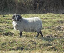 Vasectomised  Horned Teaser Rams