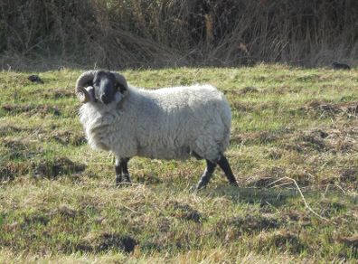 Vasectomised  Horned Teaser Rams