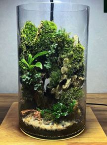 Terrarium