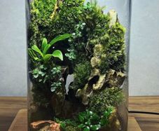 Terrarium
