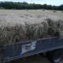 Small square bales of hay Image 5