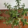 Large jade plant Image 4