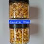 Shells (Yellow Periwinkle) Image 3