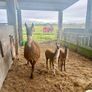 Llamas for sale Image 6