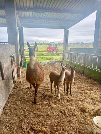 Llamas for sale