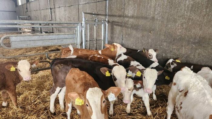 Calves