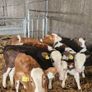 Calves Image 5