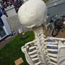 Human Skeleton Model for Anatomy Image 2