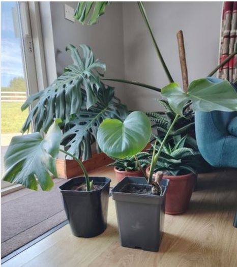 Monstera deliciosa