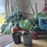 Monstera deliciosa Image 2