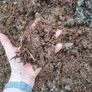 mushroom compost Image 2