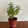 Medium Jade plant Image 3