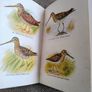 Birds in Colour by Bruce Campbell 1974 hardback with dustcover in good condition with some signs of wear on the dustcover see photos over 200 colour illustrations FREE STANDARD POSTAGE INCLUDED Image 9