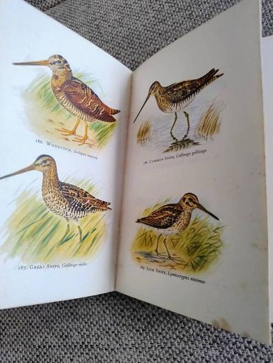 Birds in Colour by Bruce Campbell 1974 hardback with dustcover in good condition with some signs of wear on the dustcover see photos over 200 colour illustrations FREE STANDARD POSTAGE INCLUDED