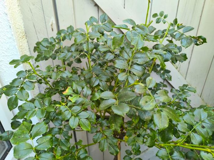 garden plants
