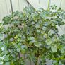 garden plants Image 2