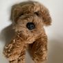 Keel Cuddle Puppy Cockapoo Image 2
