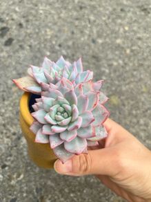plant