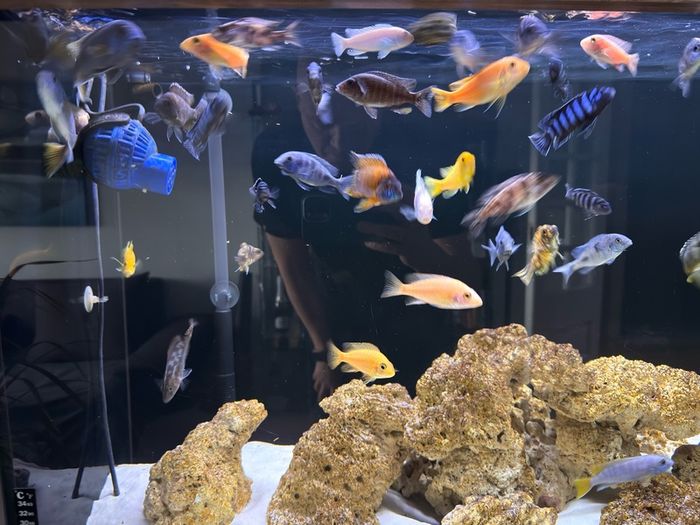 fish tank 300L malawi fish full set
