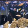 fish tank 300L malawi fish full set Image 2